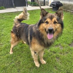 Found/Stray Male Dog last seen Near Loma Ave, Long Beach, CA 90804, Long Beach, CA 90804