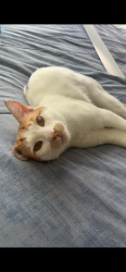 Lost Male Cat last seen Katella and Euclid palma vista Ave, Garden Grove, CA 92840