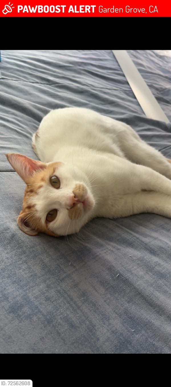 Lost Male Cat last seen Katella and Euclid palma vista Ave, Garden Grove, CA 92840