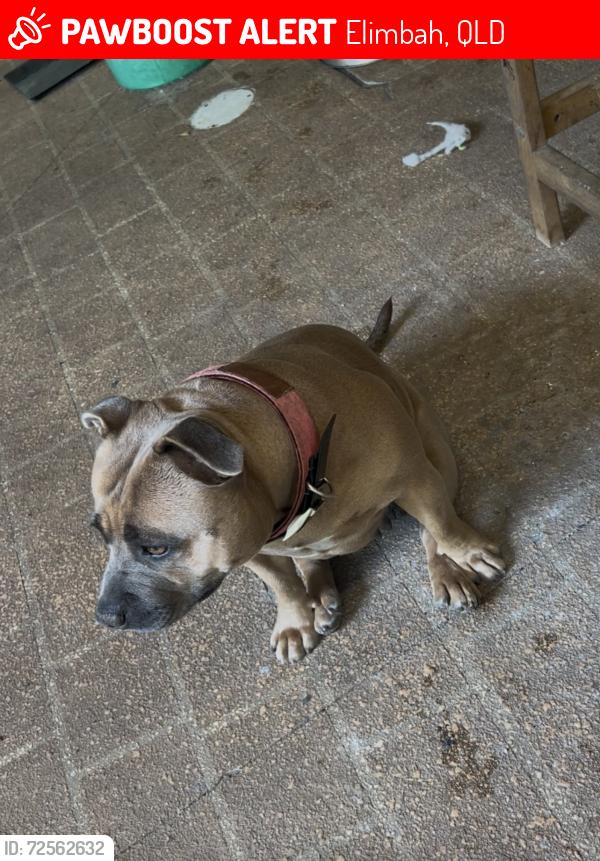 Lost Female Dog last seen Hall road, Elimbah, QLD 4516