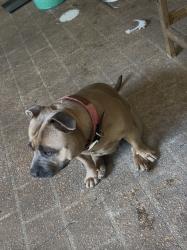 Lost Female Dog last seen Hall road, Elimbah, QLD 4516