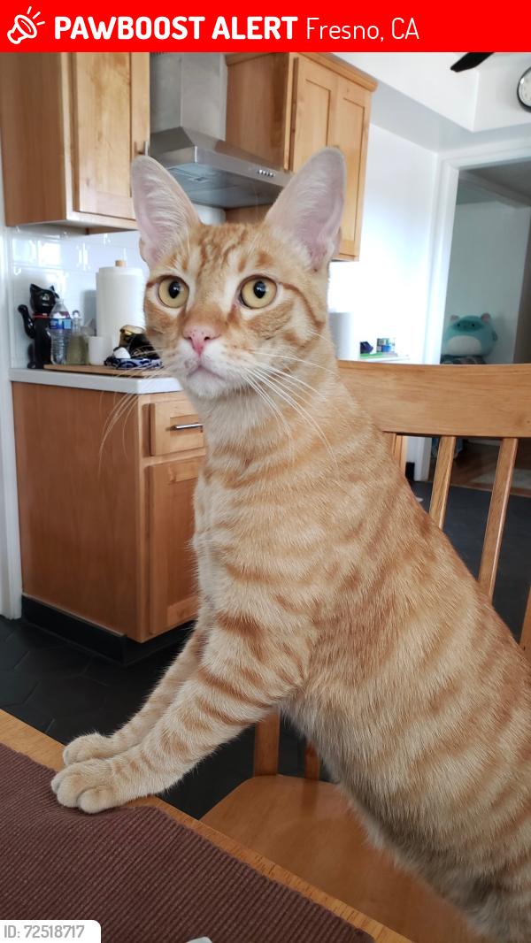 Lost Male Cat last seen Maple and clinton, Fresno, CA 93720
