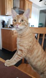 Lost Male Cat last seen Maple and clinton, Fresno, CA 93720