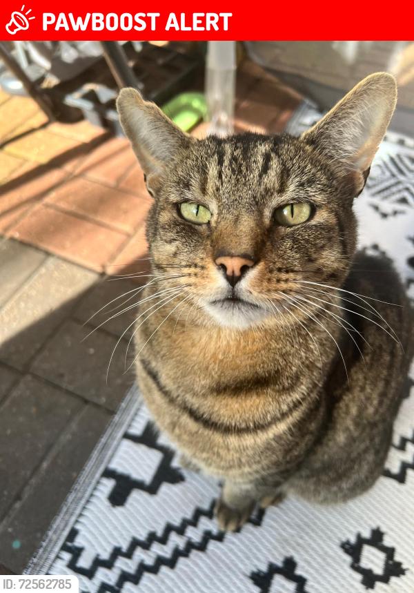 Lost Male Cat last seen Sheldon Birmingham, Birmingham, England 