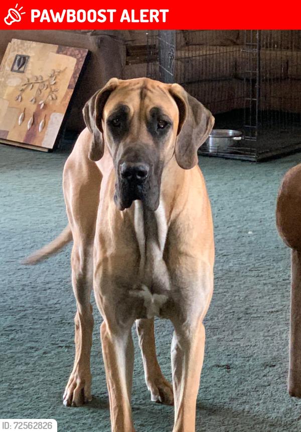 Lost Male Dog last seen South Greely hwy, Fox Farm-College, WY 82007