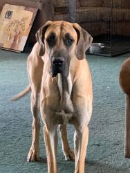 Lost Male Dog last seen South Greely hwy, Fox Farm-College, WY 82007