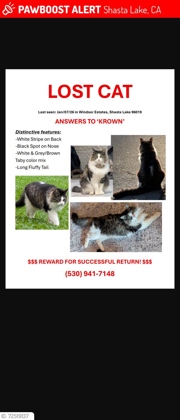 Lost Male Cat last seen Near Avington Way, Windsor ests, Shasta Lake, CA, Shasta Lake, CA 96019