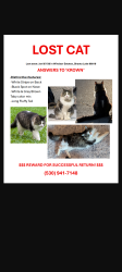 Lost Male Cat last seen Near Avington Way, Windsor ests, Shasta Lake, CA, Shasta Lake, CA 96019