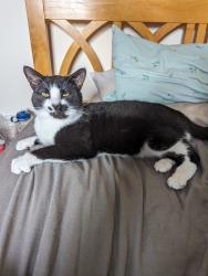 Lost Male Cat last seen Linley road, southam , Warwickshire, England CV47