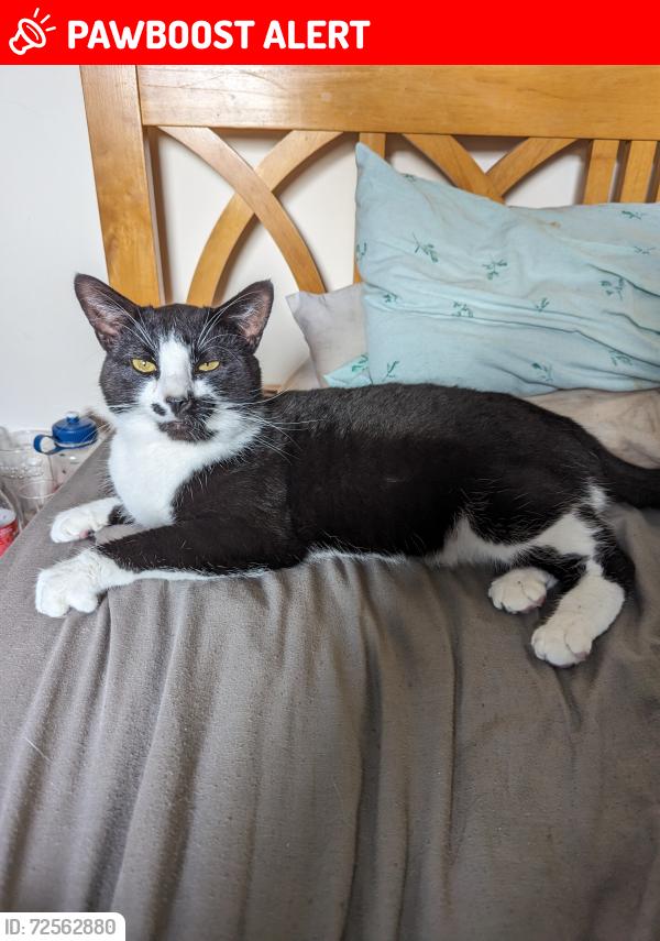 Lost Male Cat last seen Linley road, southam, Warwickshire, England CV47