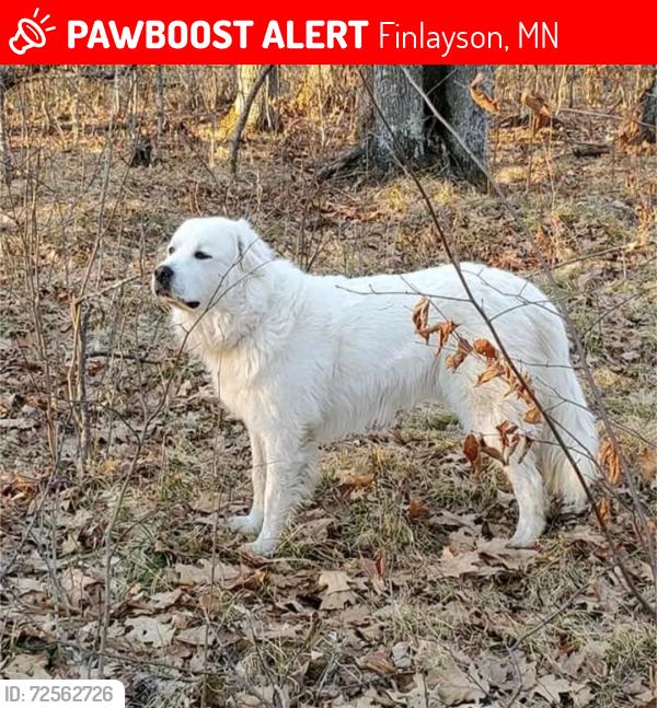 Lost Male Dog last seen HWY 18 Aitkin County, Giese, Finlayson, MN 55735