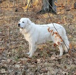 Lost Male Dog last seen HWY 18 Aitkin County, Giese, Finlayson, MN 55735