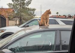 Lost Male Cat last seen Charleston & Durango, Las Vegas, NV 89117