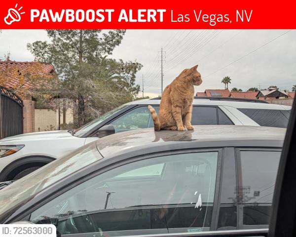 Lost Male Cat last seen Charleston & Durango, Las Vegas, NV 89117