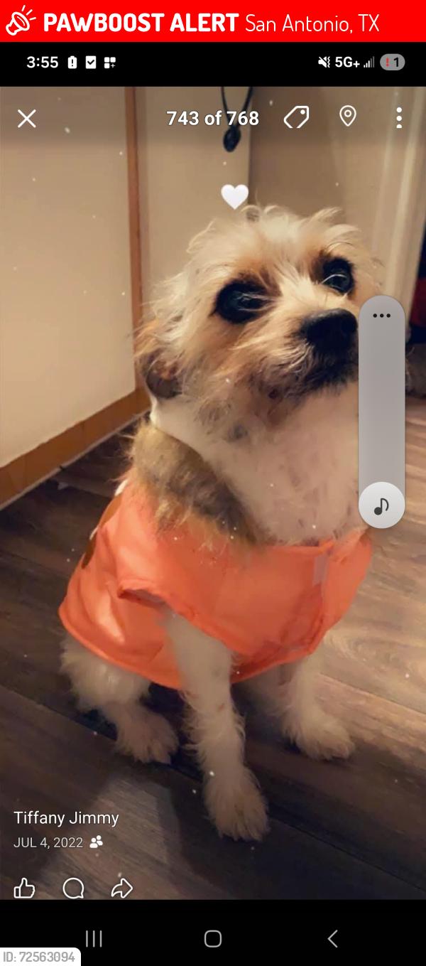Lost Female Dog last seen Mission del lago, San Antonio, TX 78221