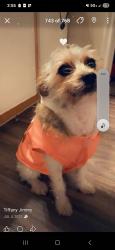 Lost Female Dog last seen Mission del lago, San Antonio, TX 78221
