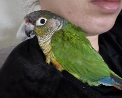Lost Male Bird last seen Near Plummer Avenue, Newark , CA, Newark, CA 94560