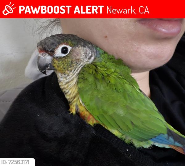 Lost Male Bird last seen Near Plummer Avenue, Newark , CA, Newark, CA 94560