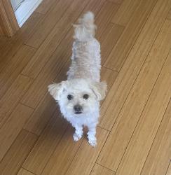 Lost Female Dog last seen Highway 18, Apple Valley, CA 92307