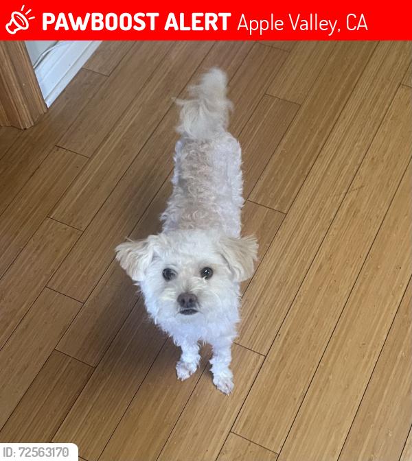 Lost Female Dog last seen Highway 18, Apple Valley, CA 92307