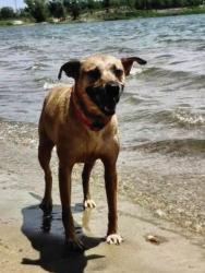 Lost Male Dog last seen 35th & gold, Wichita, KS 67217