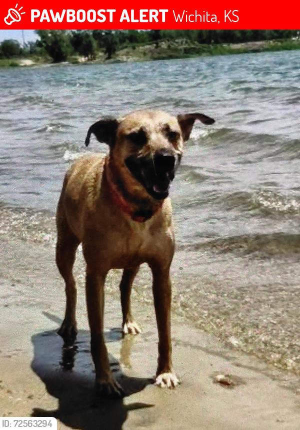 Lost Male Dog last seen 35th & gold, Wichita, KS 67217