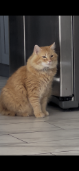 Lost Male Cat last seen Wynbrooke elementary school , Stone Mountain, GA 30087