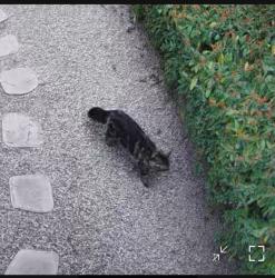 Found/Stray Unknown Cat last seen N 59th St and E Grandview Rd , Phoenix, AZ 85254