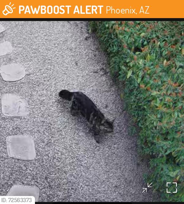 Found/Stray Unknown Cat last seen N 59th St and E Grandview Rd , Phoenix, AZ 85254