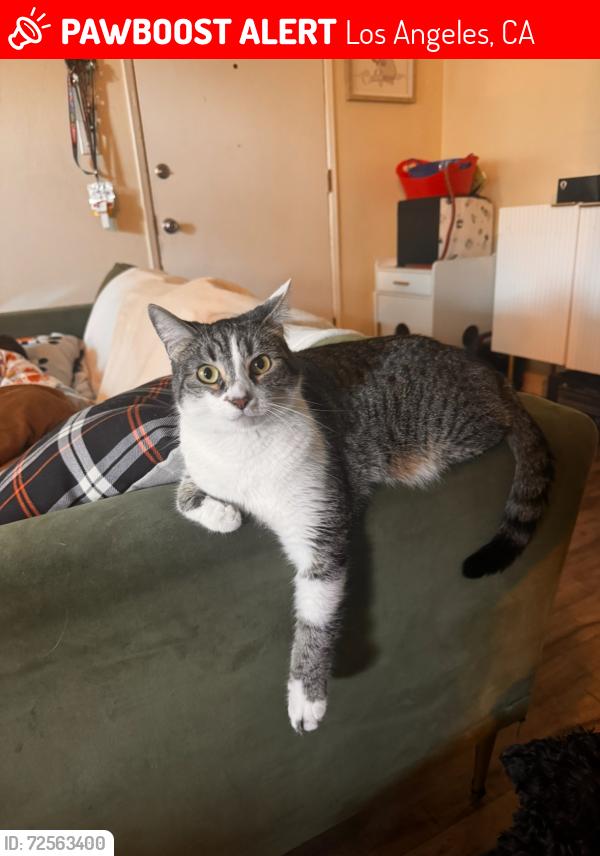 Lost Female Cat last seen Martin St , Los Angeles, CA 90032