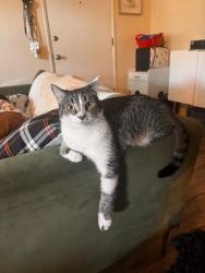 Lost Female Cat last seen Martin St , Los Angeles, CA 90032