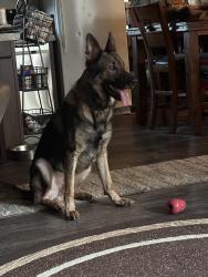 Lost Male Dog last seen Caribou and moose head , Spring Branch, TX 78070