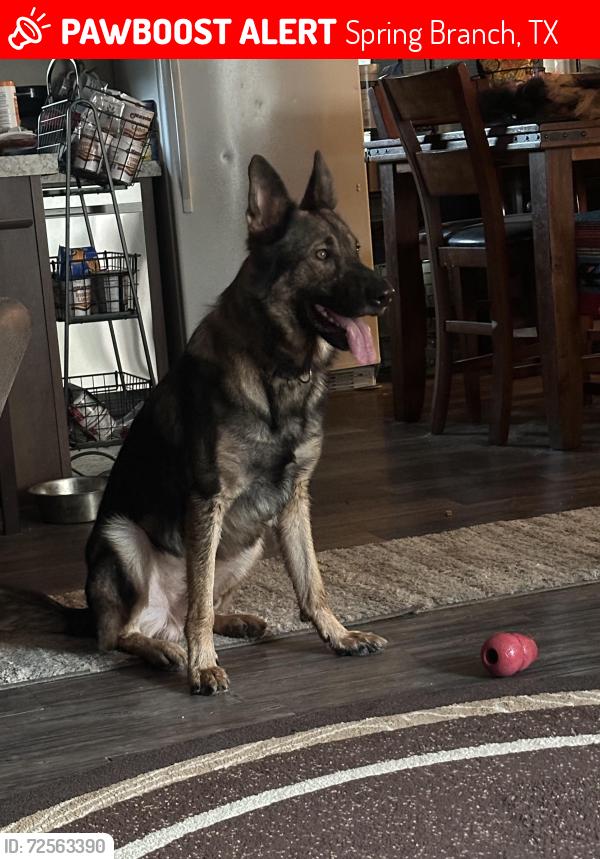 Lost Male Dog last seen Caribou and moose head , Spring Branch, TX 78070