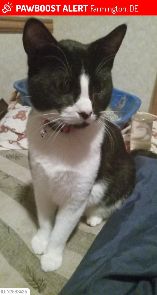 Lost Male Cat last seen Farmington, Farmington, DE 19950
