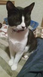 Lost Male Cat last seen Farmington, Farmington, DE 19950