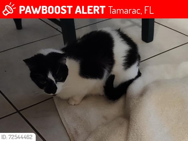 Lost Female Cat last seen Near W Commercial Blvd and State Rd 7, Tamarac, FL 33319