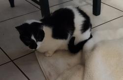 Lost Female Cat last seen Near W Commercial Blvd and State Rd 7, Tamarac, FL 33319
