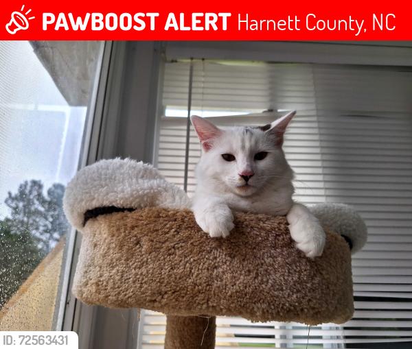 Lost Male Cat last seen Carlie Hills subdivision off Lemuel Black Road, Bunnlevel, NC, Harnett County, NC 28323