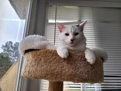 Lost Male Cat last seen Carlie Hills subdivision off Lemuel Black Road, Bunnlevel, NC, Harnett County, NC 28323