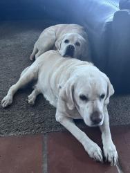 Lost Female Dog last seen Wall rd and dry creek, Napa, CA 94558