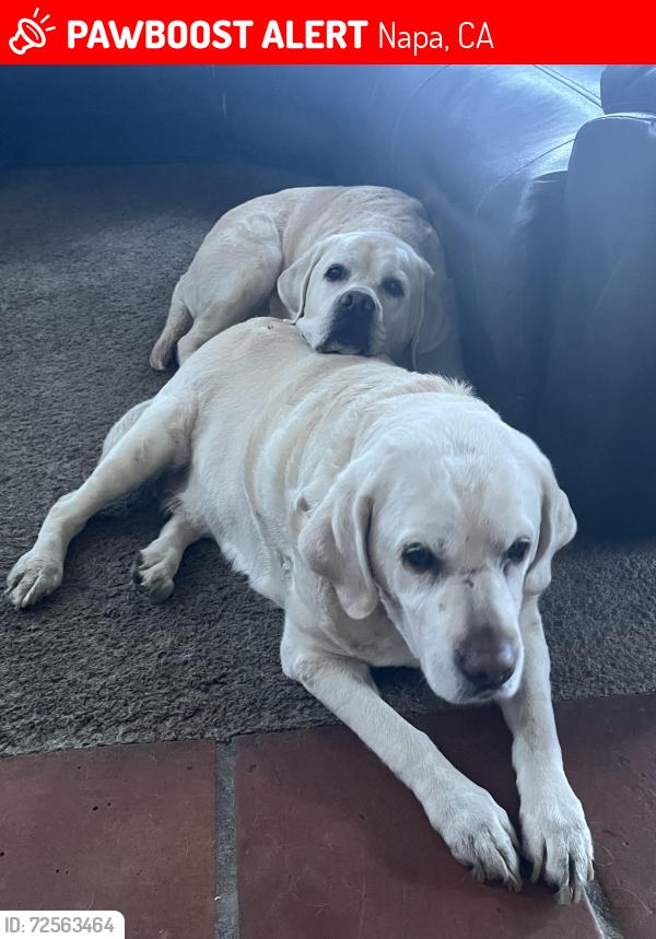 Lost Female Dog last seen Wall rd and dry creek, Napa, CA 94558