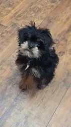 Lost Female Dog last seen Park place, Brooklyn, NY 11216