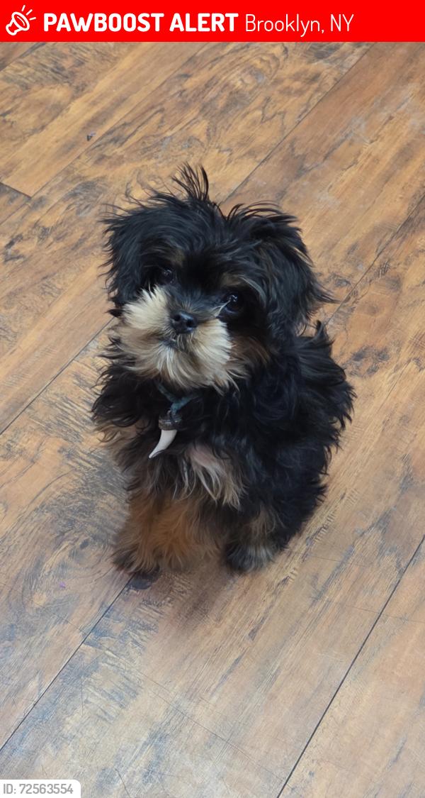 Lost Female Dog last seen Park place, Brooklyn, NY 11216