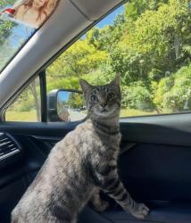 Lost Male Cat last seen Timothy & Oxley in Farmington Meadows, Muncie, IN 47304