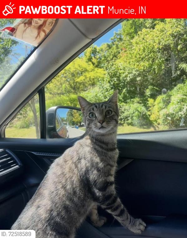 Lost Male Cat last seen Timothy & Oxley in Farmington Meadows, Muncie, IN 47304