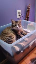 Lost Male Cat last seen Daniels farm rd , Mebane, NC 27302