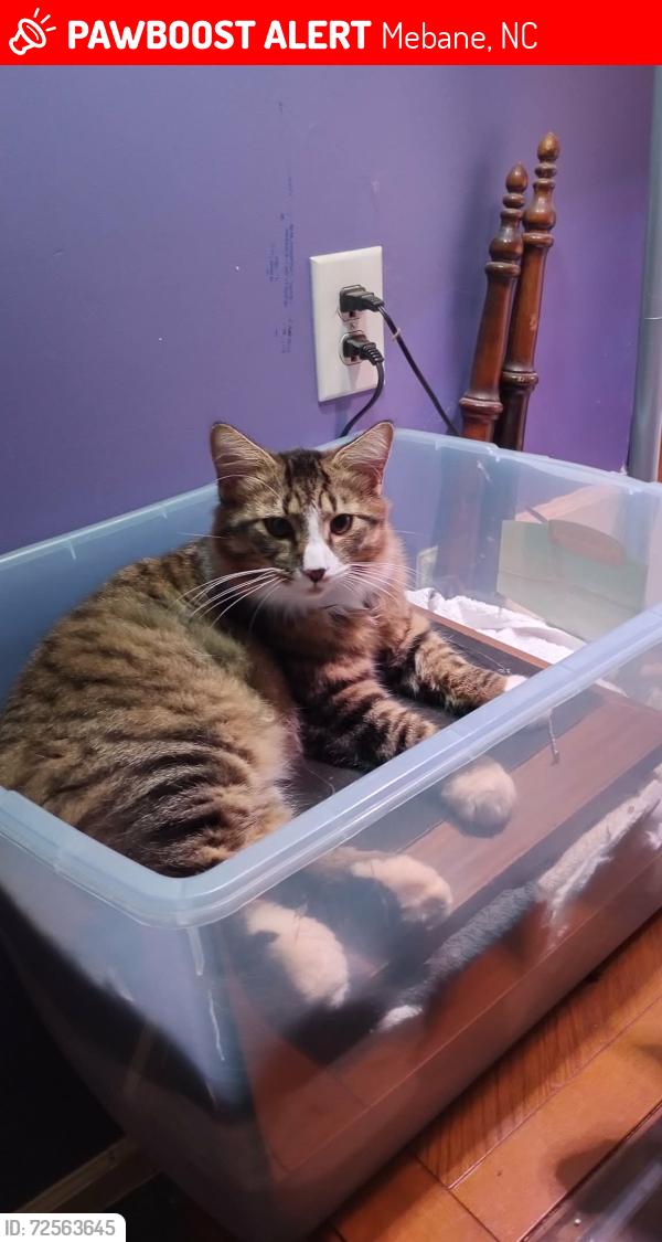 Lost Male Cat last seen Daniels farm rd , Mebane, NC 27302