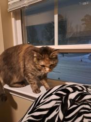 Lost Female Cat last seen Near Winding canyon drive, crosstreets Indian trail and morningside, Charlotte, NC 28214