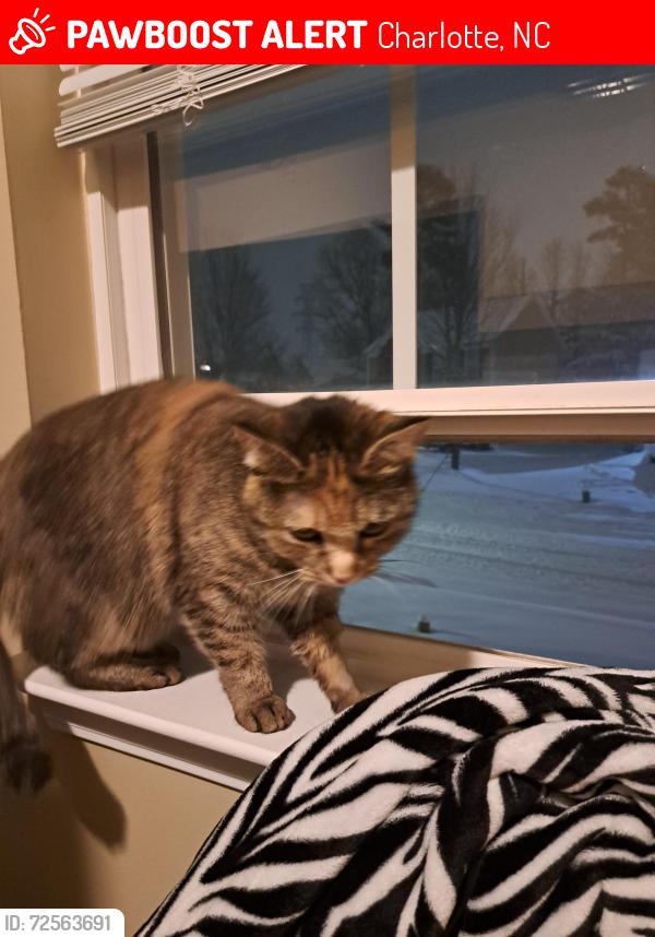 Lost Female Cat last seen Near Winding canyon drive, crosstreets Indian trail and morningside, Charlotte, NC 28214