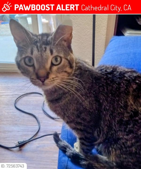 Lost Male Cat last seen Dream Homes  area, Cathedral City, CA 92234